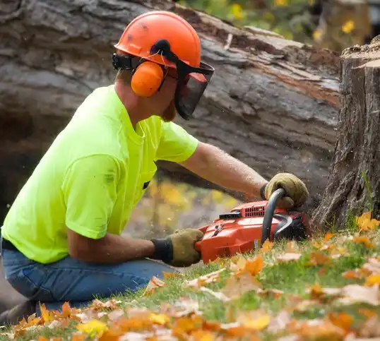 tree services East Gull Lake